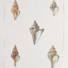 Gravure ancienne - Coquillages - Shell