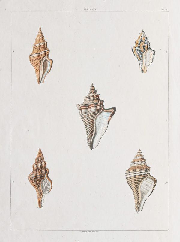 Gravure ancienne - Coquillages - Shell