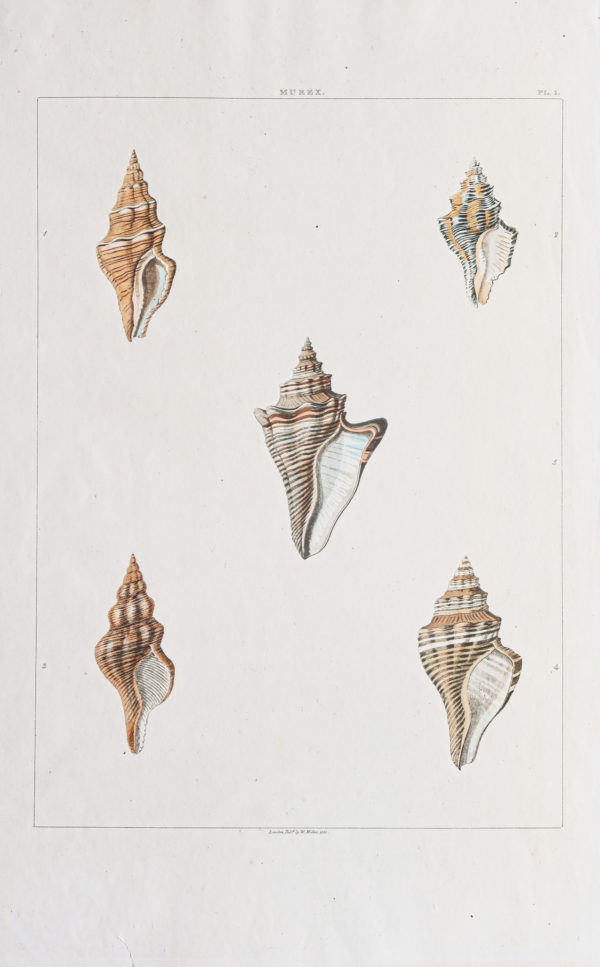 Gravure ancienne - Coquillages - Shell