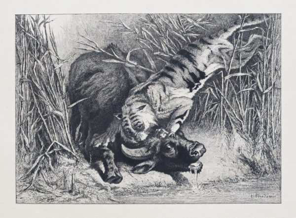 Tigre royal attaquant un buffle