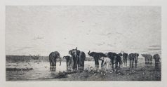 Les éléphants - Gravure ancienne