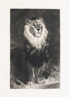 Gravure originale - le Lion