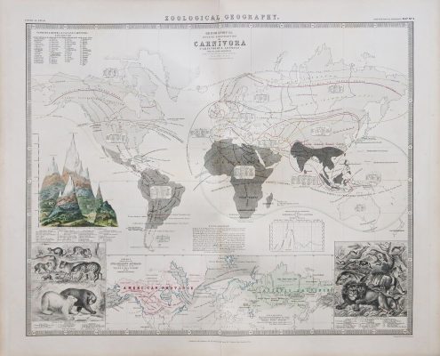 Carte mondiale des animaux carnivores