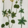 Botanica Iconographia - Fleurs - Botanique