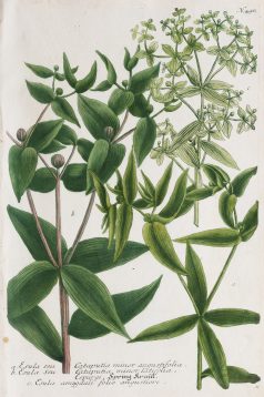 Botanica Iconographia - Fleurs - Botanique