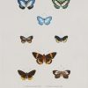 Gravure ancienne de papillons