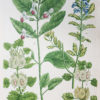 Botanica Iconographia – Fleurs – Botanique