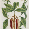 Botanica Iconographia - Fruits et Légumes