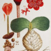 Fruits et Légumes - Gravure ancienne - Narcisse