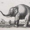 Gravure ancienne - Eléphant
