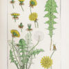 Fleurs & ornementations Art Nouveau