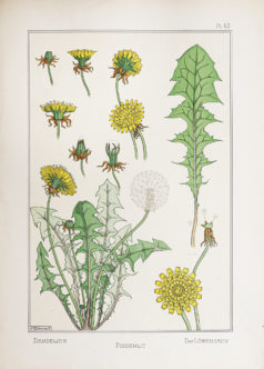Fleurs & ornementations Art Nouveau