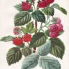 Lithographie ancienne de Botanique