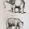 Gravure ancienne - Animaux