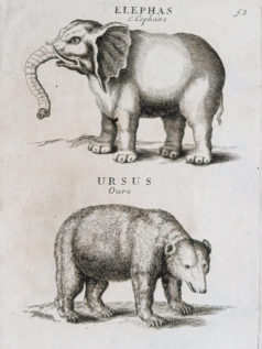 Gravure ancienne - Animaux