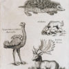 Gravure ancienne - Animaux