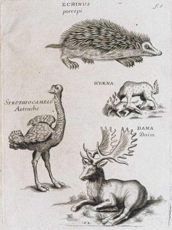 Gravure ancienne - Animaux