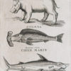 Gravure ancienne - Animaux