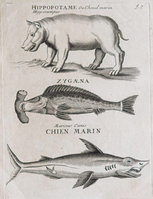 Gravure ancienne - Animaux