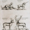 Gravure ancienne - Animaux