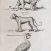 Gravure ancienne - Animaux