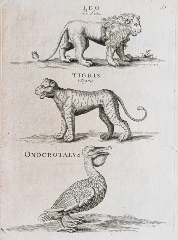 Gravure ancienne - Animaux