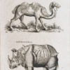 Gravure ancienne - Animaux