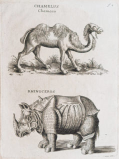 Gravure ancienne - Animaux