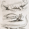 Gravure ancienne - Animaux