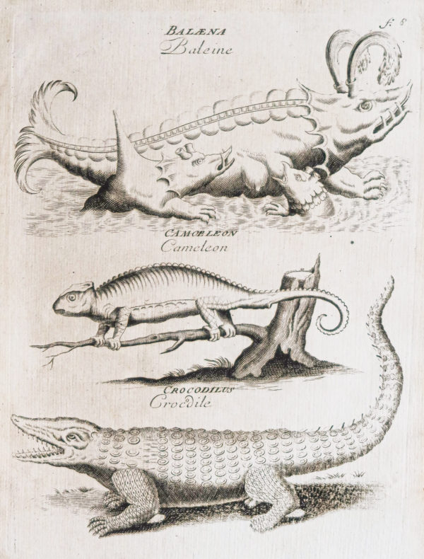 Gravure ancienne - Animaux