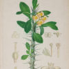Lithographie ancienne - Botanique