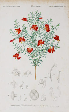 Lithographie ancienne - Botanique