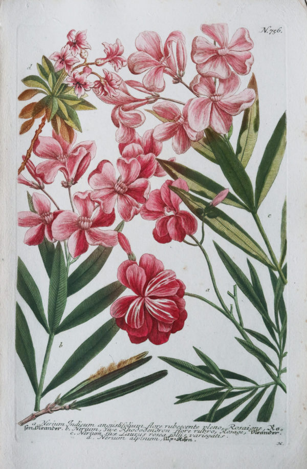 Gravure ancienne - Fleurs - Botanique