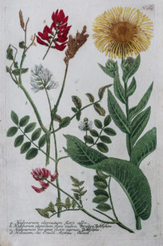 Gravure ancienne botanique fleurs