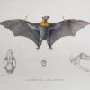 Gravure ancienne - Chauve-souris