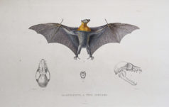 Gravure ancienne - Chauve-souris