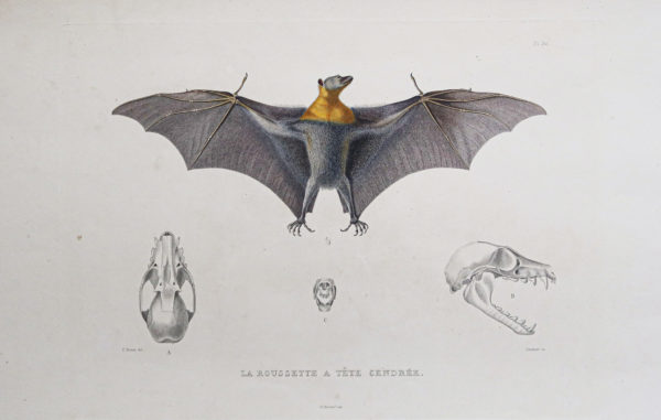 Gravure ancienne - Chauve-souris