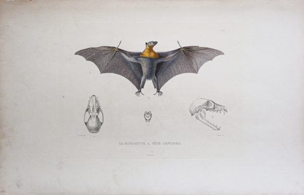 Une Image D'une Chauve-souris Aux Yeux Jaunes Et D'une Chasseuse Noire Aux Yeux Jaune 1187092 72430