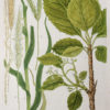 Botanica Iconographia – Fleurs – Botanique
