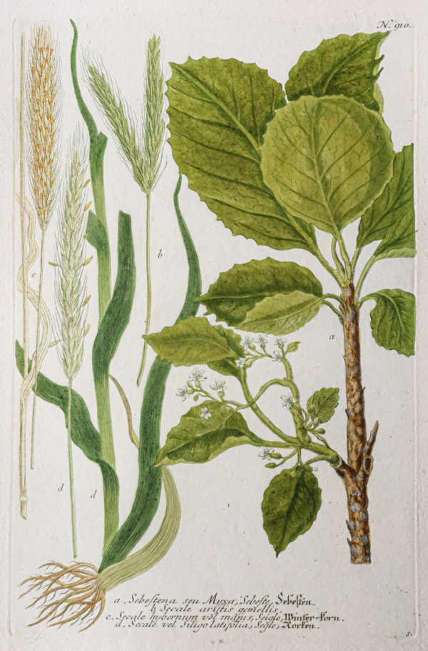 Botanica Iconographia – Fleurs – Botanique