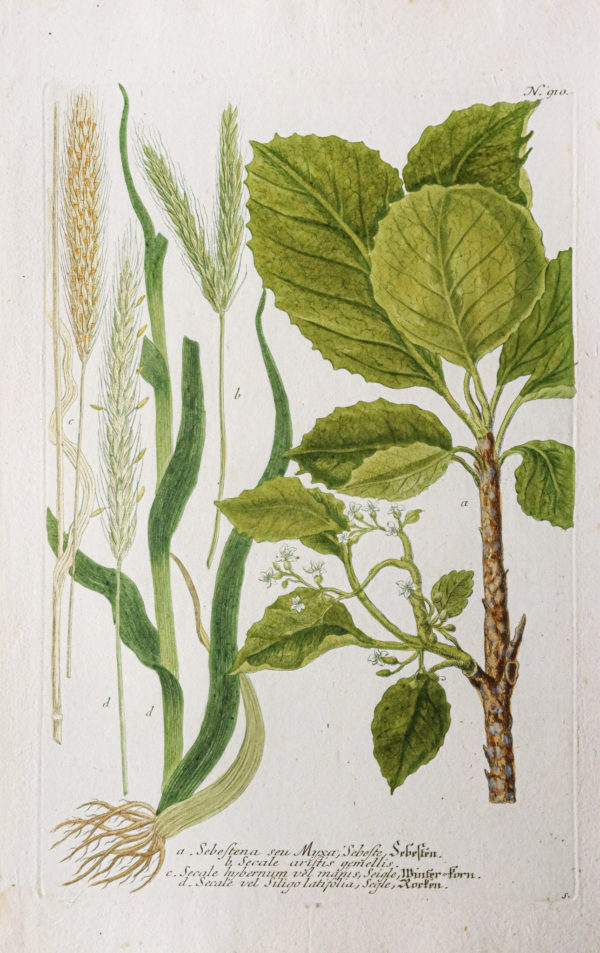 Botanica Iconographia – Fleurs – Botanique
