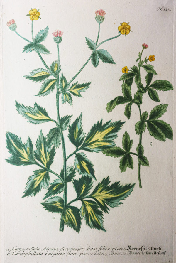 Botanica Iconographia – Fleurs – Botanique