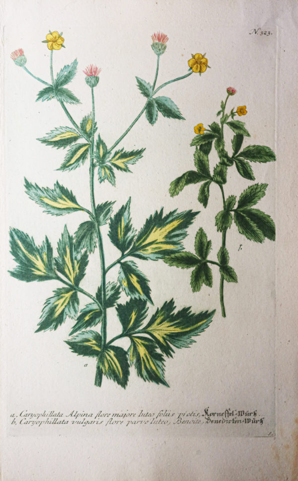 Botanica Iconographia – Fleurs – Botanique