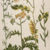 Botanica Iconographia - Fleurs - Botanique