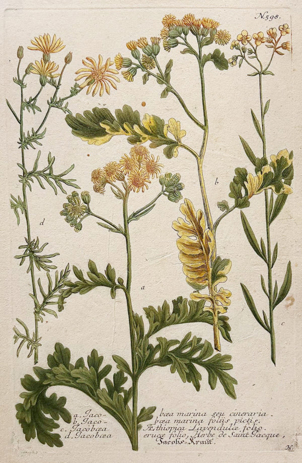 Botanica Iconographia - Fleurs - Botanique