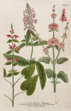 Botanica Iconographia - Fleurs - Botanique