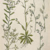 Botanica Iconographia - Fleurs - Botanique