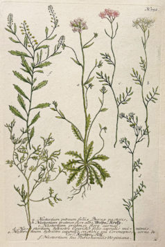 Botanica Iconographia - Fleurs - Botanique