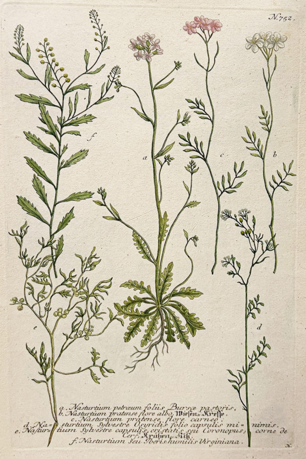 Botanica Iconographia - Fleurs - Botanique