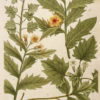 Botanica Iconographia - Fleurs - Botanique